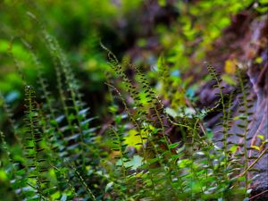 Preview wallpaper fern, leaves, plants, blur