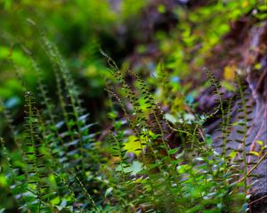 Preview wallpaper fern, leaves, plants, blur