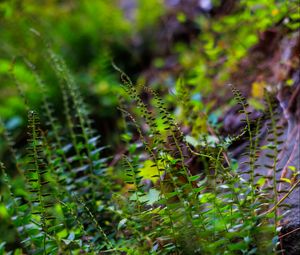 Preview wallpaper fern, leaves, plants, blur