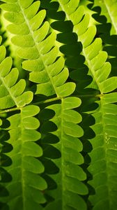 Preview wallpaper fern, leaves, shadows, macro, green