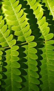 Preview wallpaper fern, leaves, shadows, macro, green