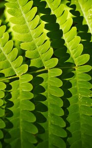 Preview wallpaper fern, leaves, shadows, macro, green