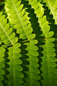 Preview wallpaper fern, leaves, shadows, macro, green