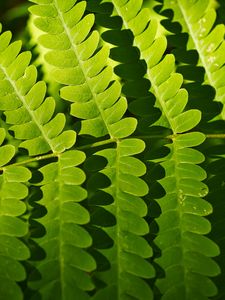 Preview wallpaper fern, leaves, shadows, macro, green