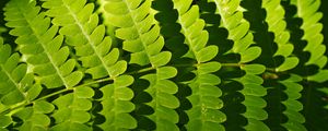 Preview wallpaper fern, leaves, shadows, macro, green