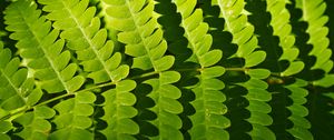 Preview wallpaper fern, leaves, shadows, macro, green