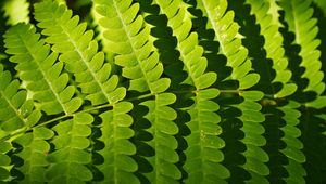 Preview wallpaper fern, leaves, shadows, macro, green