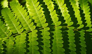 Preview wallpaper fern, leaves, shadows, macro, green