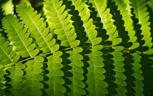 Preview wallpaper fern, leaves, shadows, macro, green