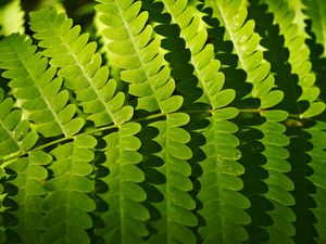 Preview wallpaper fern, leaves, shadows, macro, green