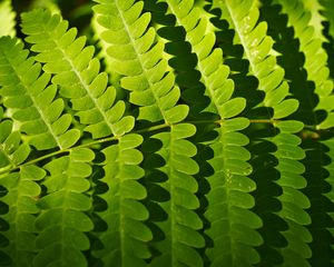 Preview wallpaper fern, leaves, shadows, macro, green