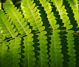 Preview wallpaper fern, leaves, shadows, macro, green