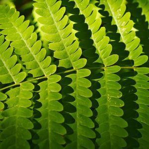 Preview wallpaper fern, leaves, shadows, macro, green