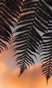 Preview wallpaper fern, leaves, silhouettes, twilight, dark