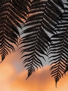 Preview wallpaper fern, leaves, silhouettes, twilight, dark