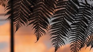 Preview wallpaper fern, leaves, silhouettes, twilight, dark