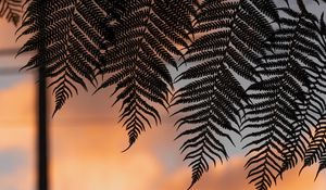 Preview wallpaper fern, leaves, silhouettes, twilight, dark
