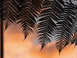 Preview wallpaper fern, leaves, silhouettes, twilight, dark