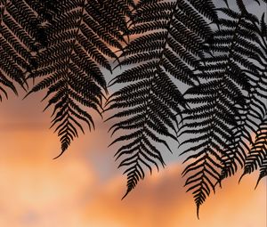 Preview wallpaper fern, leaves, silhouettes, twilight, dark