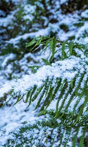 Preview wallpaper fern, leaves, snow, green, macro