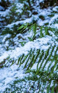 Preview wallpaper fern, leaves, snow, green, macro