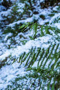 Preview wallpaper fern, leaves, snow, green, macro