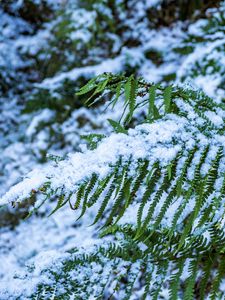 Preview wallpaper fern, leaves, snow, green, macro