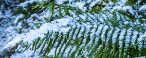 Preview wallpaper fern, leaves, snow, green, macro