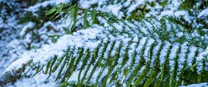 Preview wallpaper fern, leaves, snow, green, macro