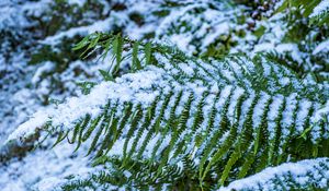 Preview wallpaper fern, leaves, snow, green, macro