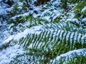 Preview wallpaper fern, leaves, snow, green, macro