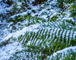 Preview wallpaper fern, leaves, snow, green, macro