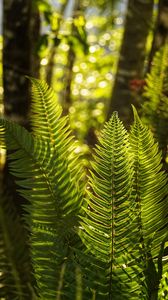 Preview wallpaper fern, leaves, sunlight, macro