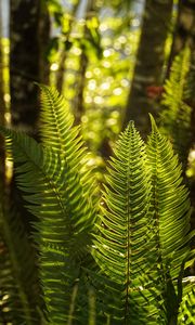 Preview wallpaper fern, leaves, sunlight, macro