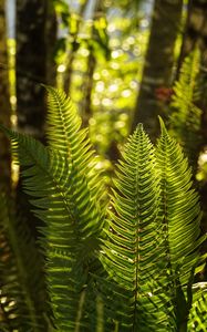 Preview wallpaper fern, leaves, sunlight, macro