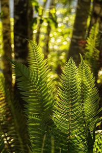 Preview wallpaper fern, leaves, sunlight, macro