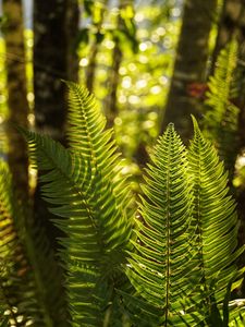 Preview wallpaper fern, leaves, sunlight, macro