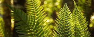 Preview wallpaper fern, leaves, sunlight, macro