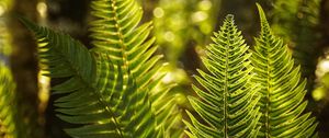 Preview wallpaper fern, leaves, sunlight, macro