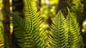 Preview wallpaper fern, leaves, sunlight, macro