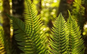 Preview wallpaper fern, leaves, sunlight, macro