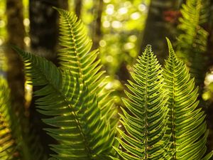 Preview wallpaper fern, leaves, sunlight, macro