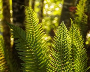 Preview wallpaper fern, leaves, sunlight, macro