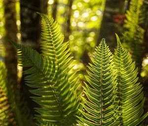 Preview wallpaper fern, leaves, sunlight, macro