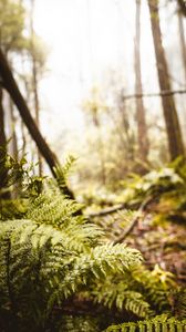 Preview wallpaper fern, leaves, trees, forest