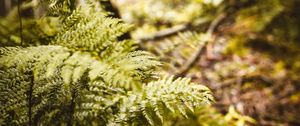 Preview wallpaper fern, leaves, trees, forest