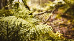 Preview wallpaper fern, leaves, trees, forest