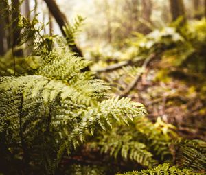 Preview wallpaper fern, leaves, trees, forest