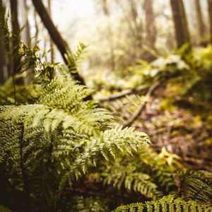 Preview wallpaper fern, leaves, trees, forest