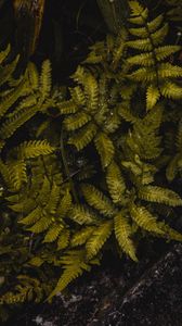 Preview wallpaper fern, leaves, wet, green